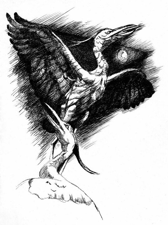 TimJennen's tweet image. My @MetroSketchers drawing @BellMuseum 12/6/15: Great Blue Herons