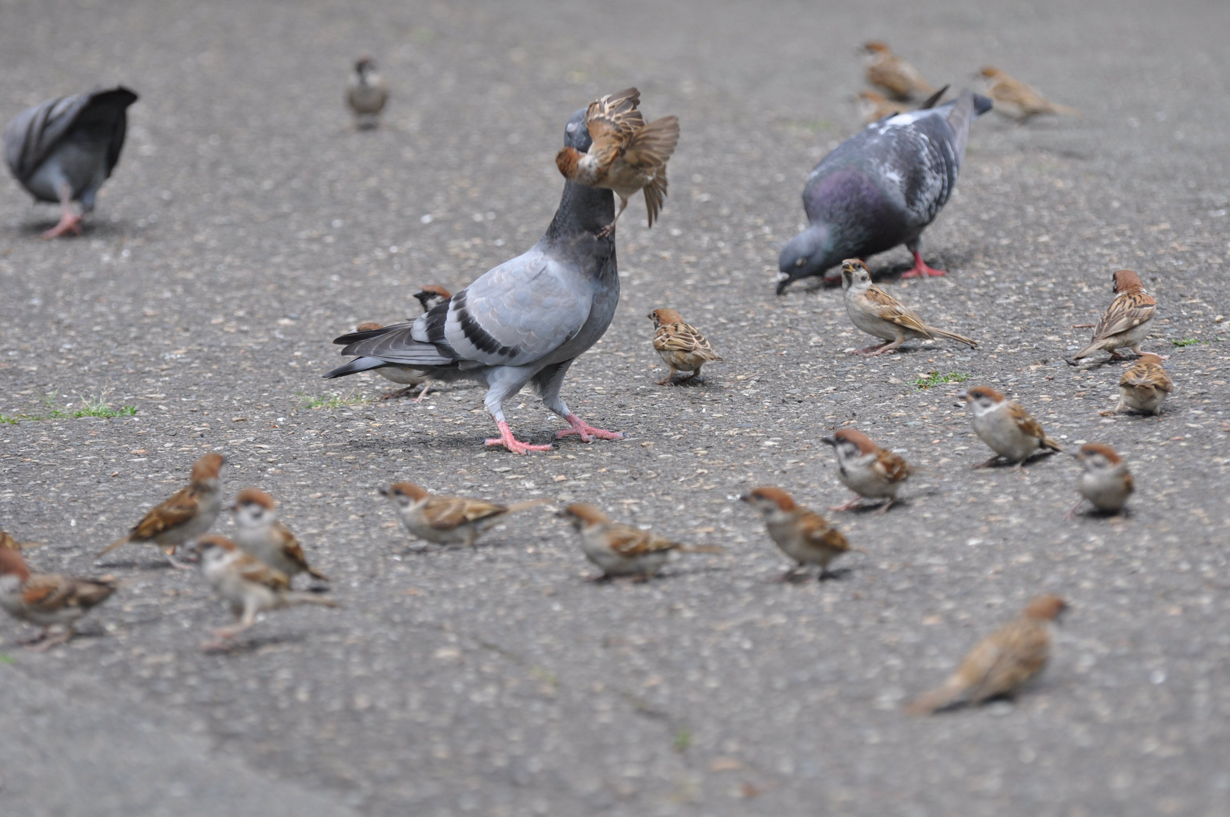 筑摩書房 鳩が雀をほうり投げる瞬間 私が見たドバトのオスは スズメに恋路を邪魔されて 馬にけらせる代わりに 自らスズメを 巴投げ していました 12月8日頃発売の 三上修 身近な鳥の生活図鑑 ちくま新書 より 本では白黒写真です