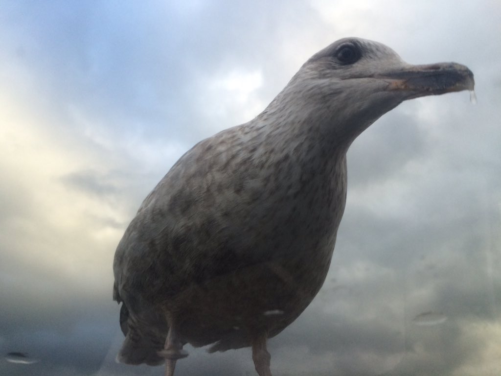 SnowdoniaJack's tweet photo. He's not shy! Just waiting for him to poo on my roof!! #SeagullProblems https://t.co/FSPwV0iL1B