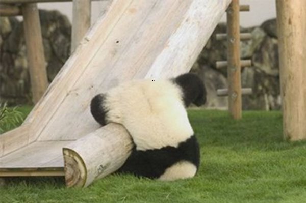 mayte4's tweet image. This coffee thing is just not working this morning.Can I borrow some jumper cables? Please #GoodMorning #ILovePandas