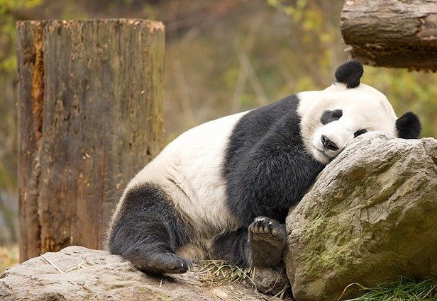 mayte4's tweet image. This coffee thing is just not working this morning.Can I borrow some jumper cables? Please #GoodMorning #ILovePandas