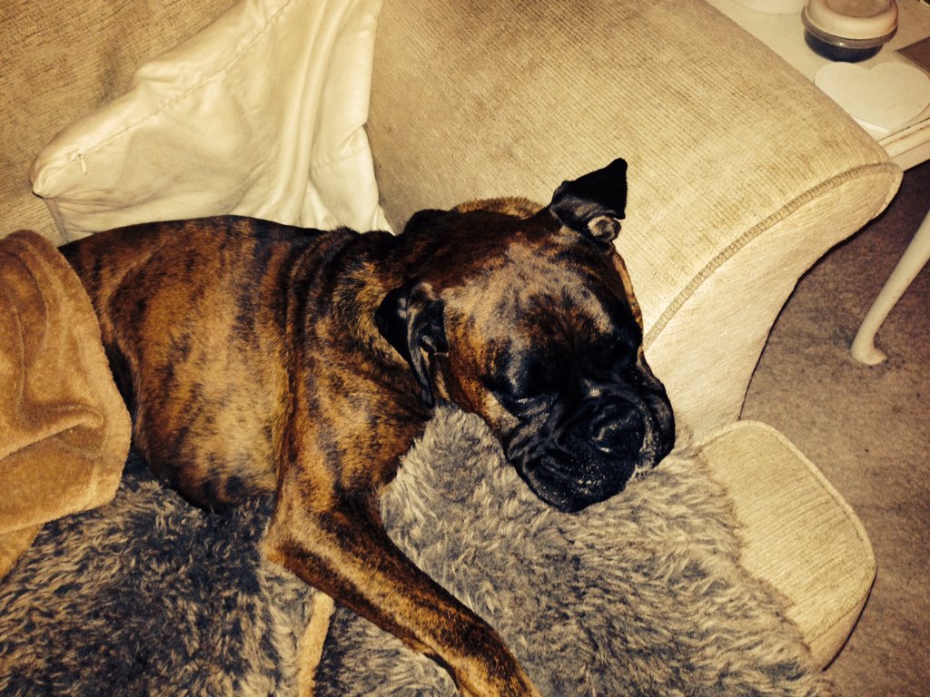 Treacle_Boxer's tweet image. @BoxerStanley i think i look a lot like you!