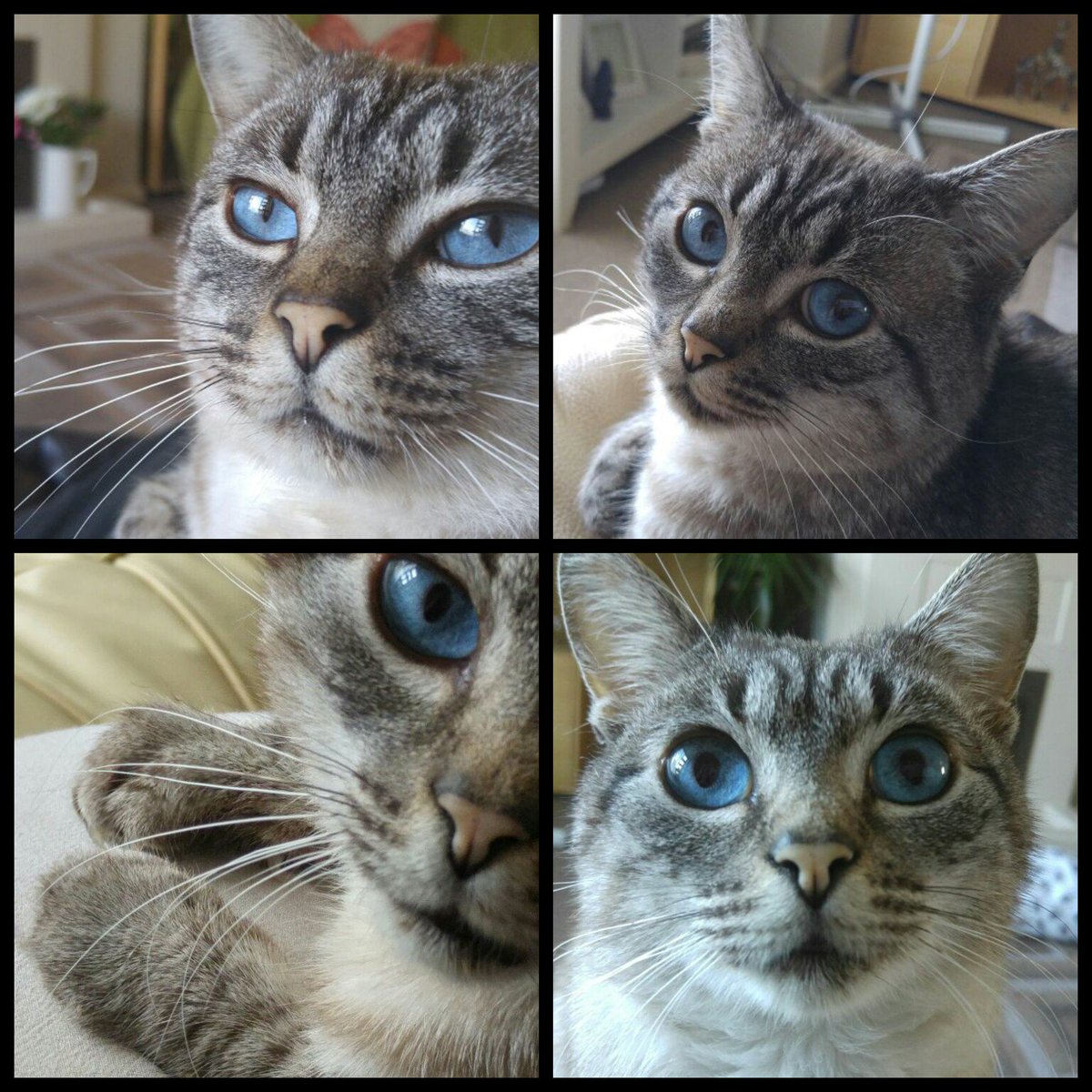 samsons_story's tweet photo. Mummy says my eyes express what I can not say!!
Can you guess??!!
#fivpositiveisnotanegative #positivelyadoptable https://t.co/nt3TpdqgTT