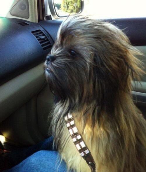 arron_crascall's tweet image. Having a crap Monday already!! Here's """chewbarker"""  #mondaymotivation #StarWars 😂😂😂
