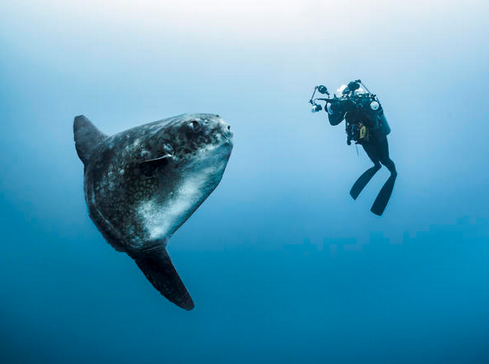 Barcroft_TV's tweet photo. Big Fish: Diver gets up close to world's heaviest bone fish https://t.co/kxjI2rDKvx #sunfish #bali https://t.co/mohyQ29wDV