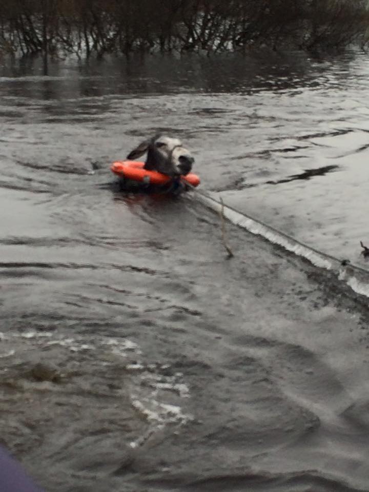 barrabest's tweet photo. Fab - Donkey smiling after being rescued from floodwater yesterday in County Kerry by Animal Heaven Animal Rescue: https://t.co/A1ZlctJF1M