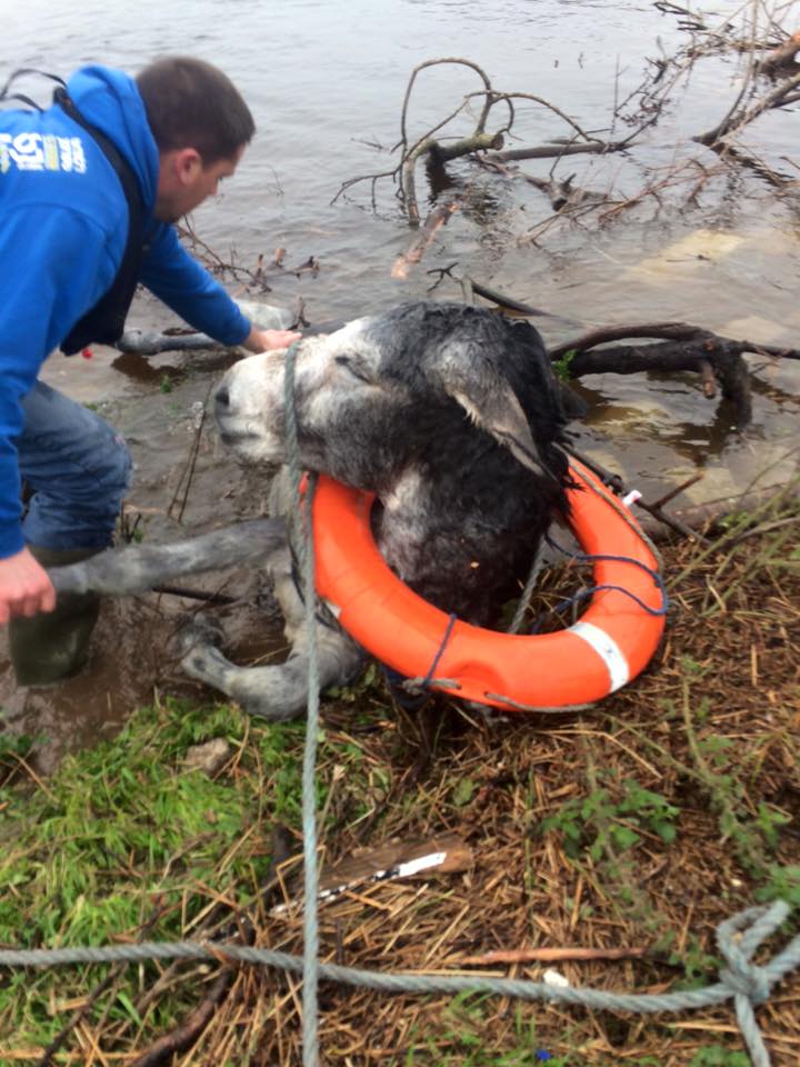 barrabest's tweet photo. Fab - Donkey smiling after being rescued from floodwater yesterday in County Kerry by Animal Heaven Animal Rescue: https://t.co/A1ZlctJF1M
