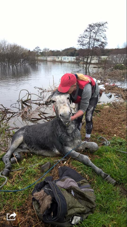 barrabest's tweet photo. Fab - Donkey smiling after being rescued from floodwater yesterday in County Kerry by Animal Heaven Animal Rescue: https://t.co/A1ZlctJF1M
