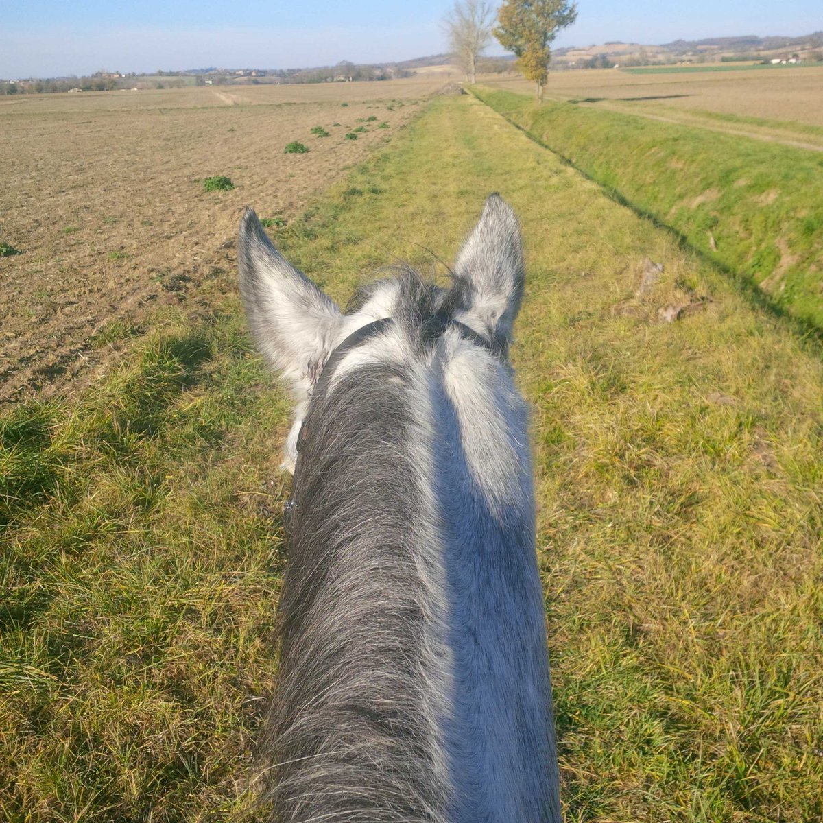 eglantine81's tweet photo. Great sunday ! #horse #cheval https://t.co/IhzSejX3O0