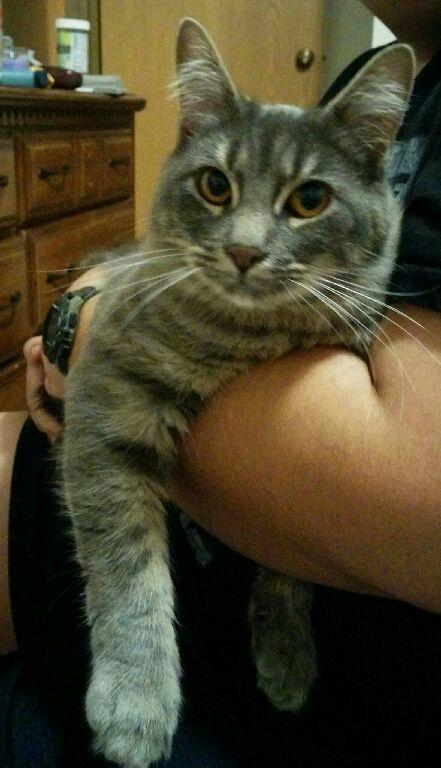 Razial (@kiratamaru) on Twitter photo 