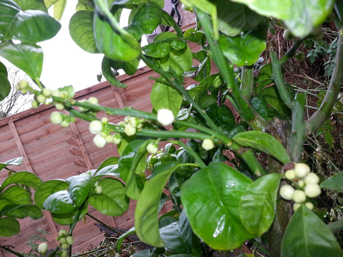 BotanicRev's tweet image. one of our orange #neroli blossoms about to burst open and fill the air with perfume #essentialoil #aromatherapy