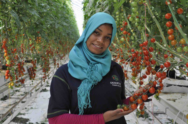 FairtradeNL's tweet photo. Primeur bij @coopsupermarkt en @Hoogvlietsuper: #fairtrade tomaten uit Tunesië! Lees meer: https://t.co/DGejrkTRaj https://t.co/XDzpjqaDhR
