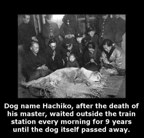 CauseWereGuys's tweet photo. Truly a man's best friend https://t.co/q1H417mo0b