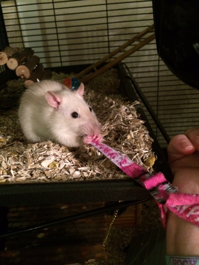  Happy Birthday from me and my pet rat Dominic ! Big fan too, wants my wristband from 