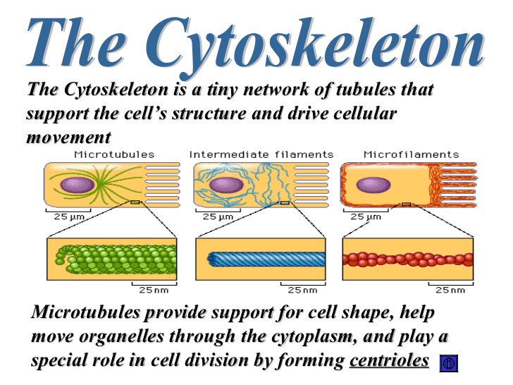 HHSCytoskeleton's tweet photo. #Hpsdbio #Organellewars https://t.co/PyN84wRCpd