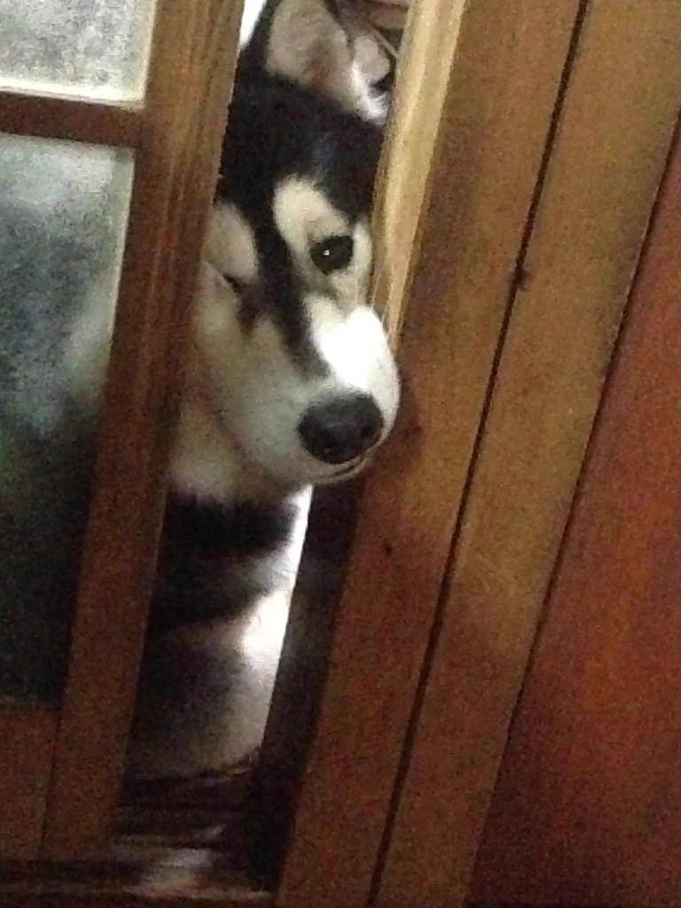 【ジャーマンシェパード】って「こだわり」がすごいんだぜぇｗｗ