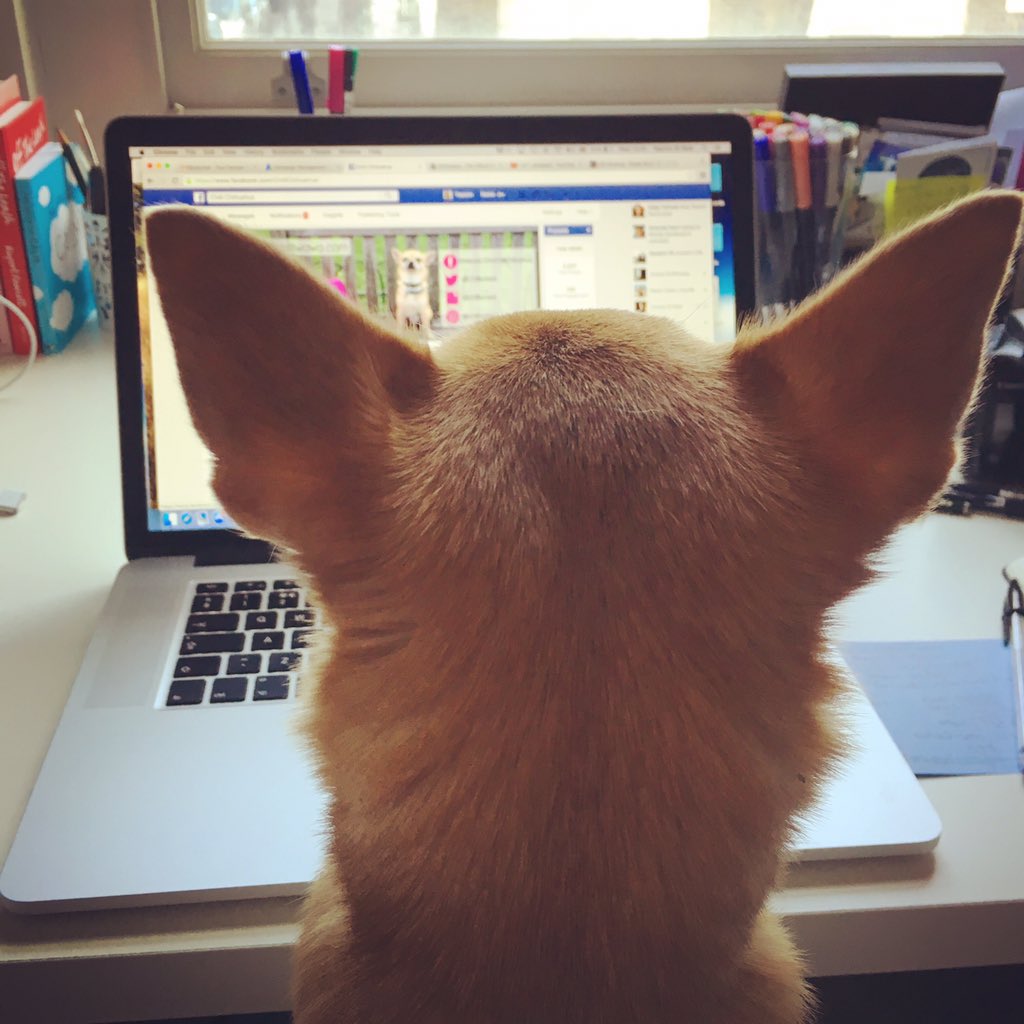 Chilliwawa's tweet photo. Monday morning hard at work! :-) #dogs #dogsoftwitter #blogger #Chilliwawa #doglovers https://t.co/hul2EWFHtm