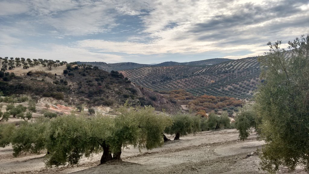piliaa1's tweet photo. @roberto_brasero tarde aceitunera desde los campos de Jaén (torredonjimeno) https://t.co/hBJMZIePuT