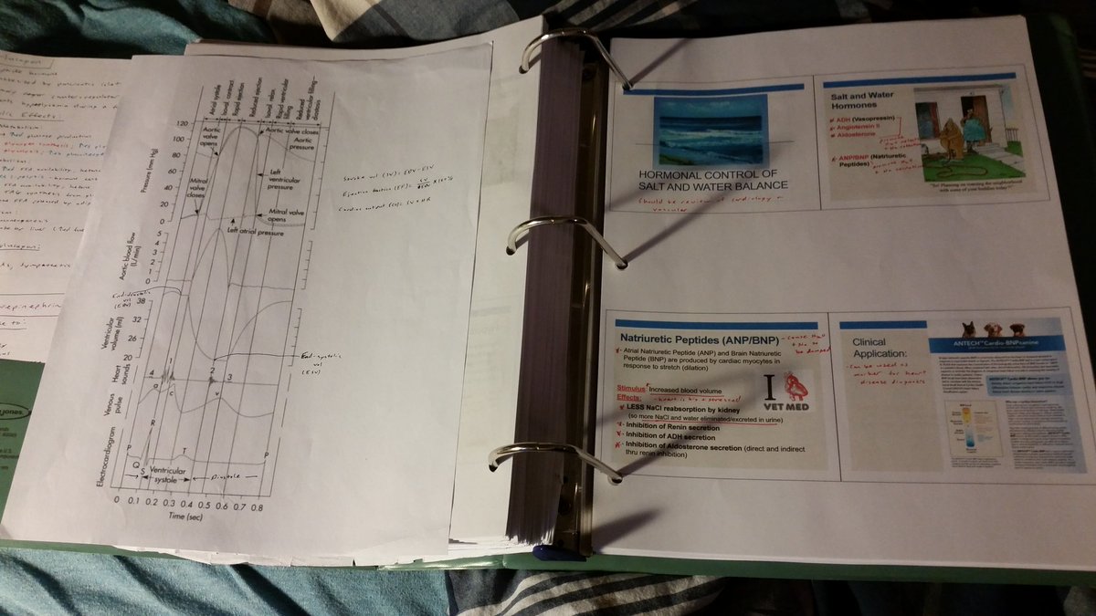 EliseBirkner's tweet photo. May the physiology Gods smile on me today.
#Cumlumativephysfinal #Vetschoollife  #1VM https://t.co/lDrHCvPt3v