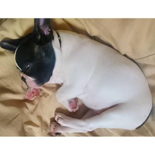 Frenchie_Cute's tweet photo. そして白目むいて人のベッドで爆睡！！
#frenchbulldog#frebull#instadog
#フレンチブルドッグ#フレブル
#chachalife https://t.co/x1Yf0Bv0RP https://t.co/fmvNsuAIYN