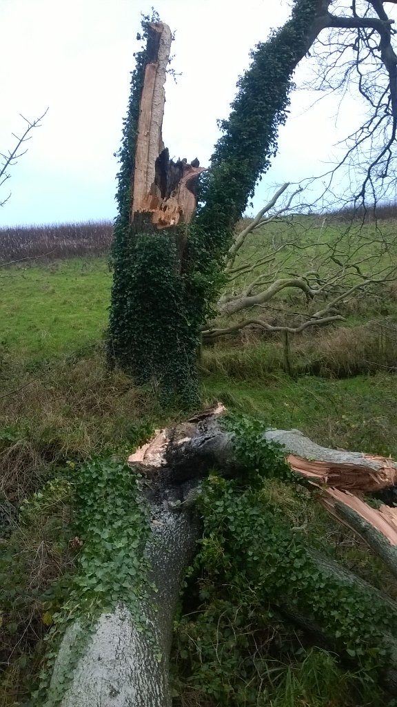 Just the one 'wee' limb down over the weekend while closed for tree safty. #Beech #Tree #RangerJobs