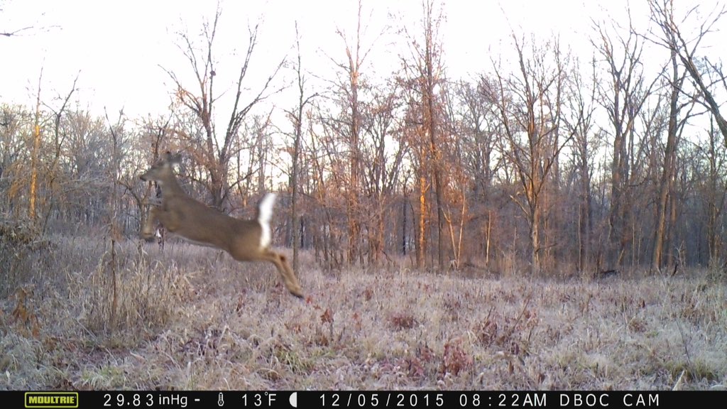 How High Can A Deer Jump All You Need Infos