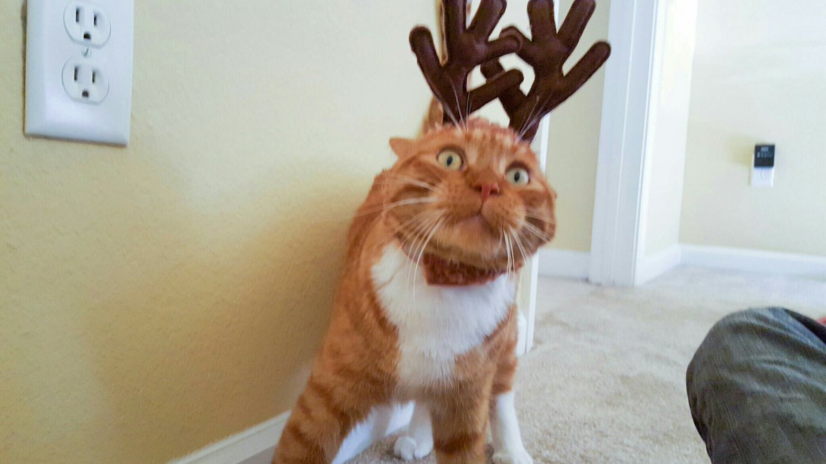 He just doesn't get it. #MerryChristmas #CatsOfTwitter #HelpMe