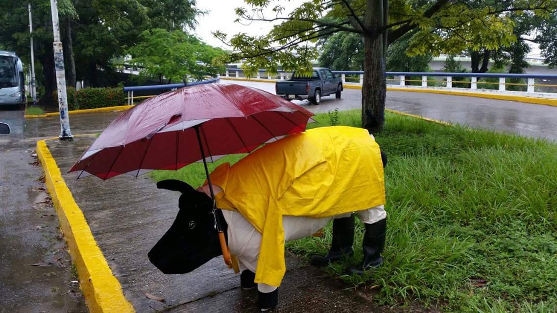 inundeishon's tweet image. Preparados en Gaviota  

#trolltab