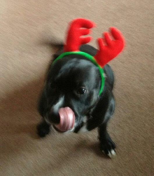 Paris with her Christmas hat <a href="/uniofbeds/">uniofbeds</a> #Bedsmas15