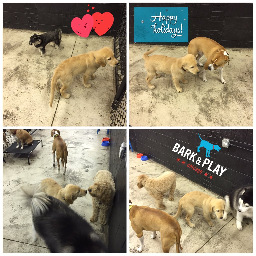 barkandplaychi's tweet photo. Payton's first day! https://t.co/NfurU3iGMH