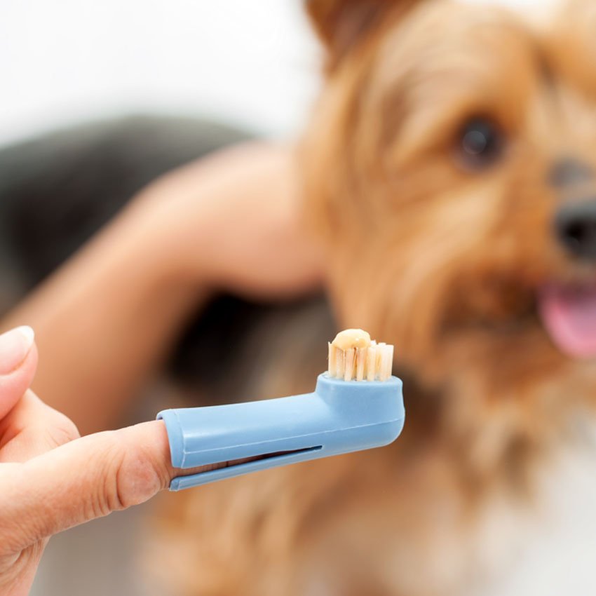 Sanders Dentistry (SteveSandersDDS) Twitter