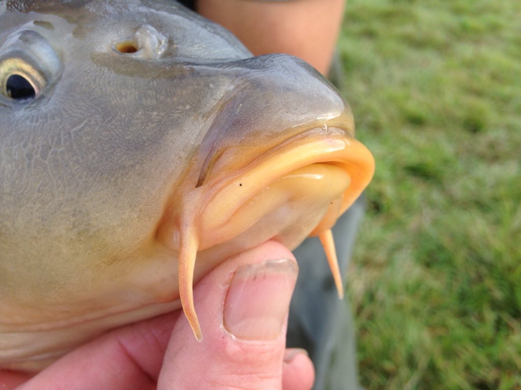 Simon Scott on X: Carp Farmer Facts: the protrusible mouth parts allow the  carp to feed in deep silt & find food while doing so.   / X