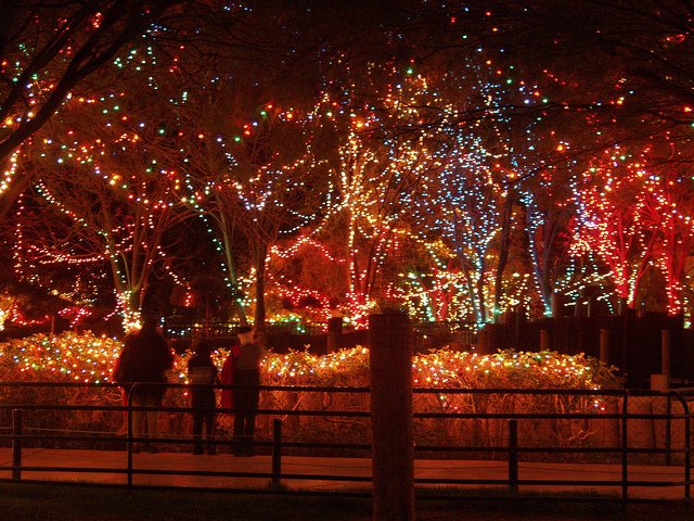 ReidParkZoo's tweet photo. Zoo Lights continues every night through 12/23. Come see us! Info: https://t.co/5r2yQgByoL https://t.co/P47moU0I6M