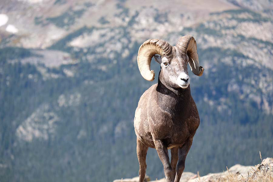 ForestryResearch OSU tweet media