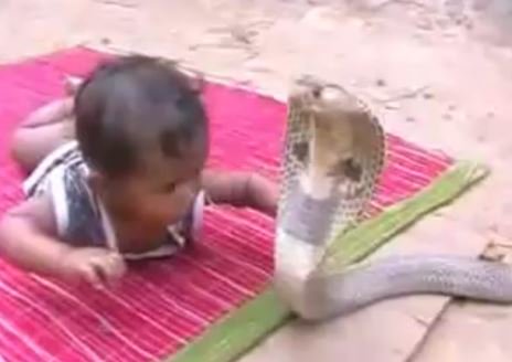 Toddler playing in the garden went back in carrying a snake to show to his mother. goo.gl/40oPqq