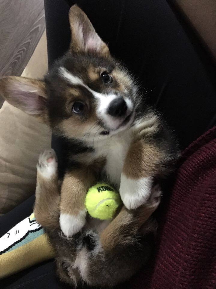 FreezyPups's tweet photo. Wanna play catch with me?
#playingcatch #dogsloveballs #playwithme https://t.co/hPeRbqWKCY