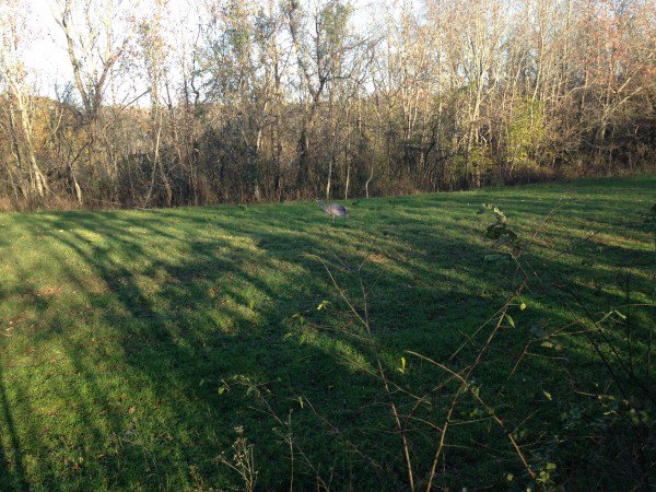 Montana Decoy tweet media