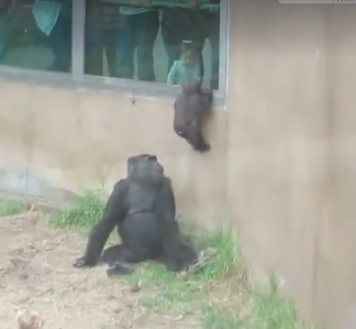 dodo's tweet photo. Zoo animals catch a glimpse of what life is like on the outside https://t.co/v2wNg0obGd https://t.co/dYrmhzMpB2