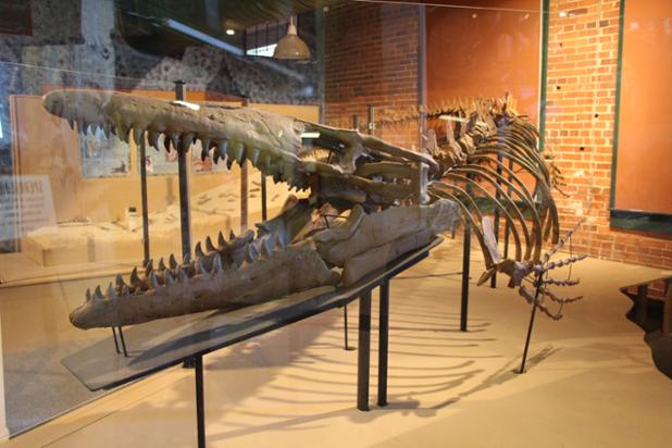 IVANtheTrex's tweet photo. My friend Logan the Tylosaurus! #ManCrushMonday https://t.co/VxtZTzkrmC