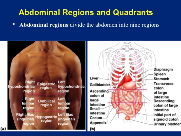 Emergency Nurses on Twitter: "Quadrants and Regions of the #Abdomen