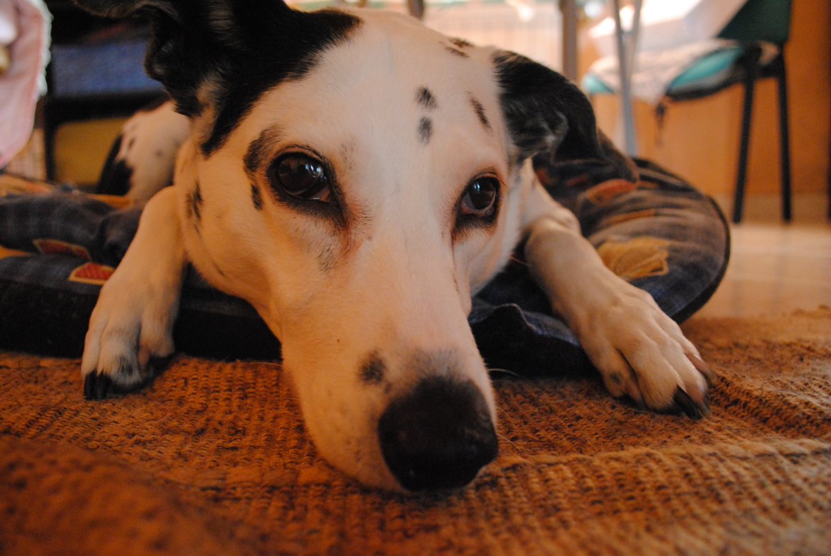 daniela_corrado's tweet photo. Portare giù il cane o non portare giù il cane? Dalla faccia, mi sa che mi tocca :D https://t.co/p5dErVC9hn