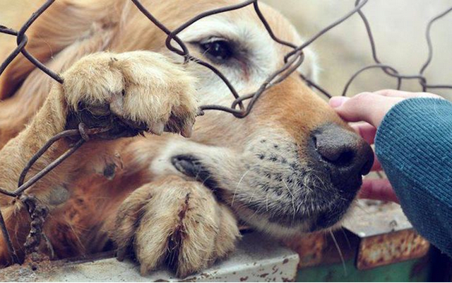 PetsBreeding tweet picture