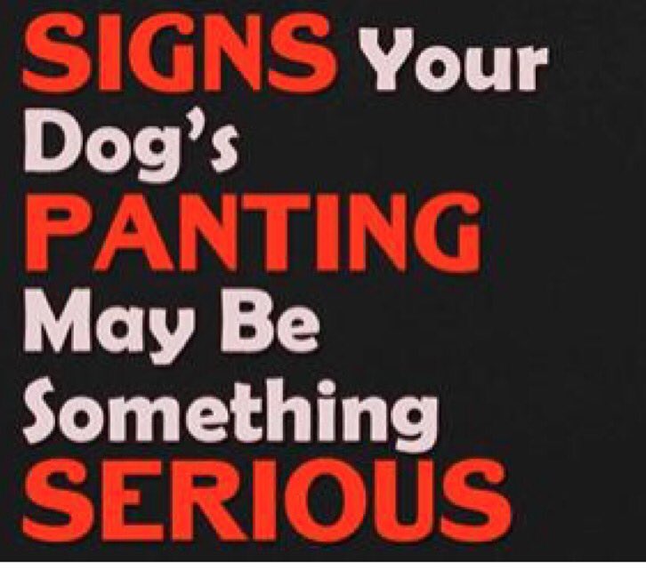 buddiespetfood's tweet photo. When Your Dog's Panting Might Mean Trouble
https://t.co/3xgvdOutn2 #raw #rawdog #rawcatfood #rawcat #rawfeeding https://t.co/nQkb30GRoU