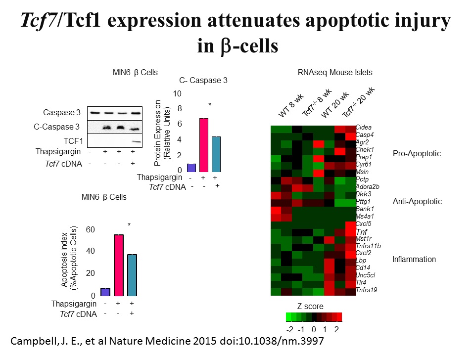 DanielJDrucker's tweet photo. Remember #TCF7L2 #diabetes ? Now comes TCF7/TCF1 to control #betacell function &amp; survival  https://t.co/f8FdAOnBKU https://t.co/NoH0IQJBIe