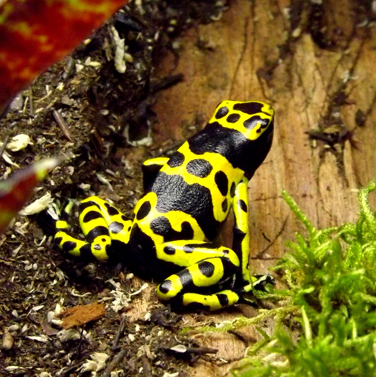 Why you should consider a pet frog!

buff.ly/1jtuuYD