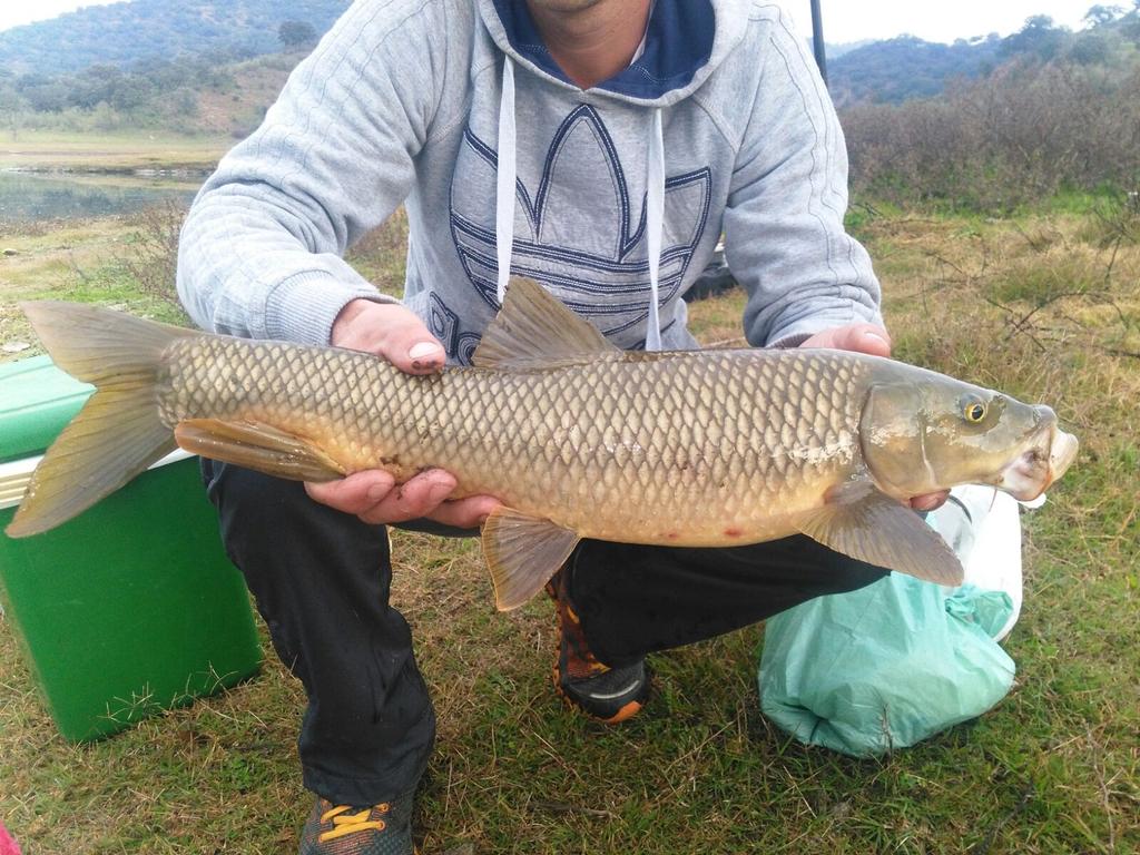 Bonito barbo en el embalse de la minilla,recuerda siempre captura y sueltas