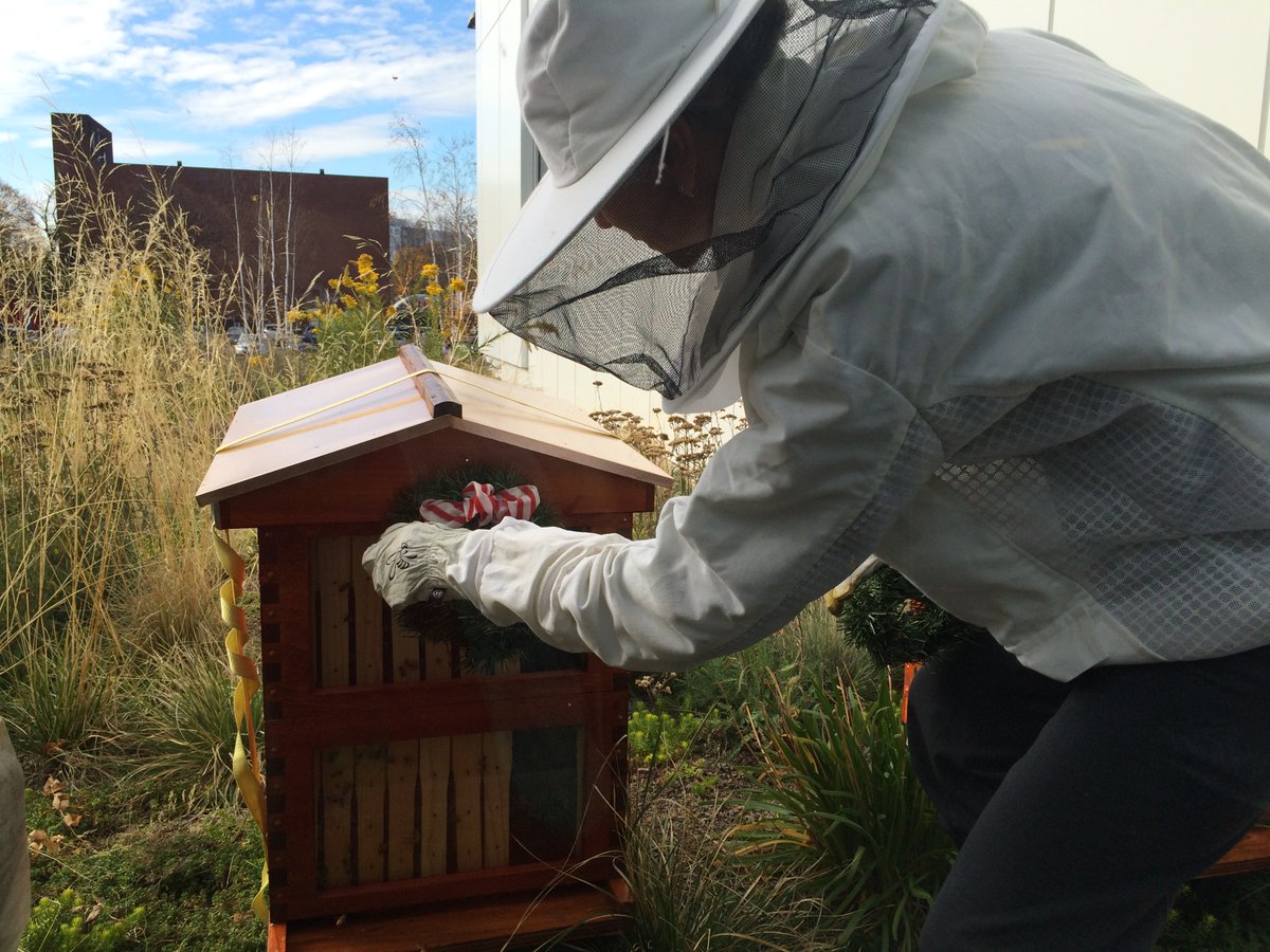 harvard_sustain's tweet photo. The @HarvardHBS bees are ready for winter (and the holidays)! Thx to @BestBees for securing the hives. #HBeeS https://t.co/yICO8DWt7p