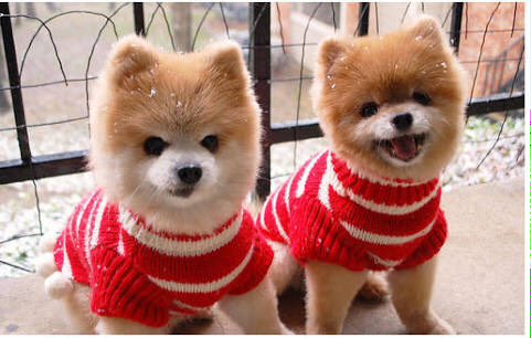 dezzitt's tweet photo. 🐶 https://t.co/sJS1nqMiUY