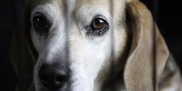 LC4A's tweet photo. SIGN &amp; CIRCULATE:  Stop the Beagle puppy animal testing breeding facility! via @Change https://t.co/3UGS5fg3xf https://t.co/8byqGQvRQ2