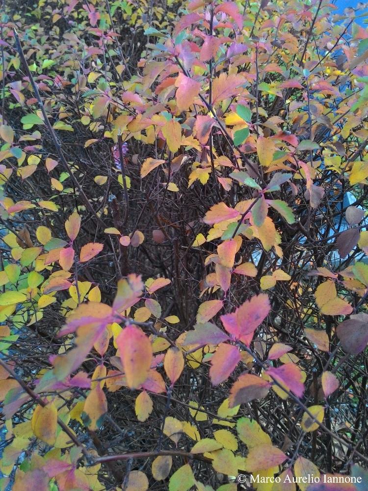Maiview's tweet photo. #Multicolor #Leaves #Nature #Macro https://t.co/cUMEoxgZv2